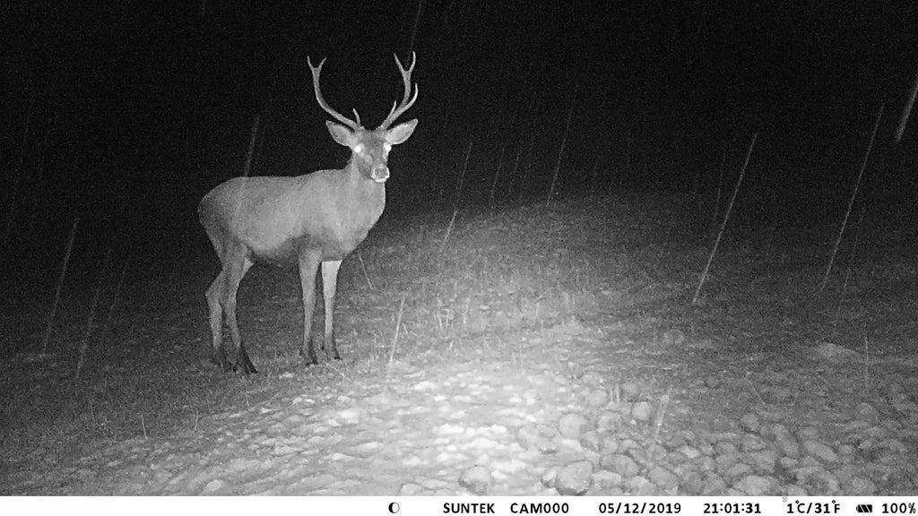 Camera APP Monitoring Traps Camera Vision Camera HD Outdoor Trail Game Photo Control WiFi Wildlife Night Scouting SuntekCam Wildlife Waterproof for 36MP/4K