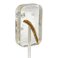 WORM WITH Suckers HOTLIX 2 SUGAR - FREE FLAVORED TEQUILA CANDY - -
