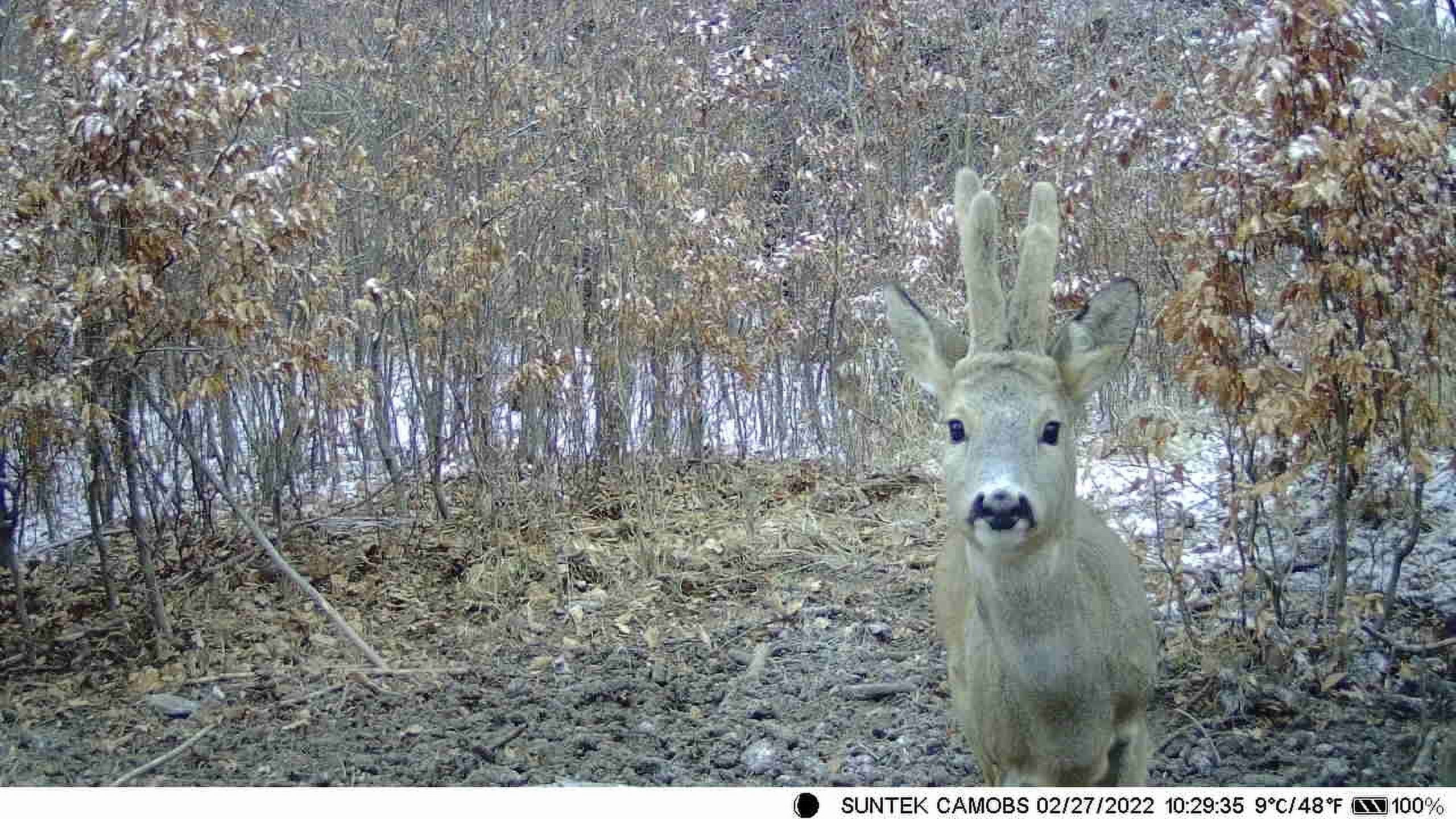 Camera APP Monitoring Traps Camera Vision Camera HD Outdoor Trail Game Photo Control WiFi Wildlife Night Scouting SuntekCam Wildlife Waterproof for 36MP/4K
